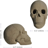 Myard HHS-A Heavy Cement Imitated Paintable Human Skull Art Decor Statue for Home & Garden, Bookends, Headset Stand (Gray)