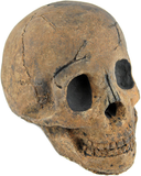 Myard Fireproof Imitated Human Fire Pit Skull Gas Log for NG, LP Wood Fireplace, Firepit, Campfire, Halloween Decor, BBQ (Qty 1, Brown - Adult, One Piece)