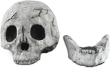 Myard Fireproof Imitated Human Fire Pit Skull Gas Log for NG, LP Wood Fireplace, Firepit, Campfire, Halloween Decor, BBQ (Qty 1, White)
