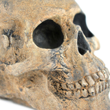 Myard Fireproof Imitated Human Fire Pit Skull Gas Log for NG, LP Wood Fireplace, Firepit, Campfire, Halloween Decor, BBQ (Qty 1, Brown - Adult, One Piece)
